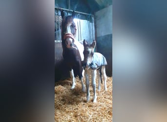 Cavallo Curly, Stallone, Puledri
 (01/2023), 140 cm, Falbo
