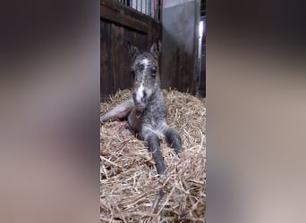 Cavallo Curly, Stallone, Puledri
 (01/2023), 140 cm, Falbo