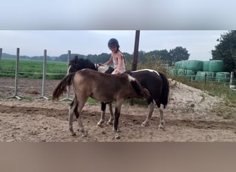 Cavallo Curly, Stallone, Puledri
 (01/2023), 140 cm, Falbo