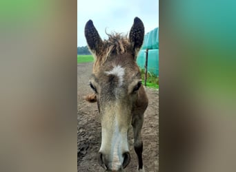 Cavallo Curly, Stallone, Puledri
 (01/2023), 140 cm, Falbo