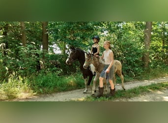 Cavallo Curly, Stallone, Puledri
 (01/2023), 140 cm, Falbo