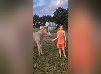 Cavallo Curly, Stallone, Puledri
 (05/2023), 150 cm, Falbo