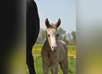 Cavallo Curly, Stallone, Puledri
 (05/2023), 150 cm, Falbo