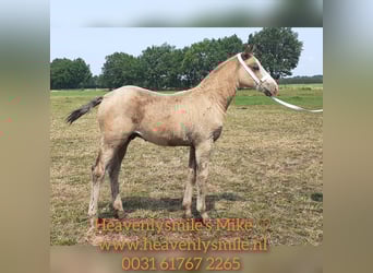 Cavallo Curly, Stallone, Puledri
 (05/2023), 150 cm, Falbo