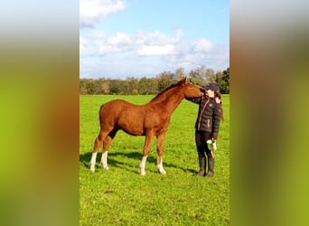 Cavallo Curly, Stallone, Puledri (05/2026), 155 cm, Baio