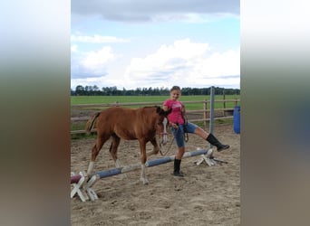Cavallo Curly, Stallone, Puledri (05/2026), 155 cm, Baio
