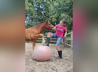 Cavallo Curly, Stallone, Puledri (05/2026), 155 cm, Baio