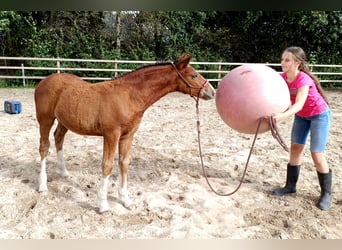 Cavallo Curly, Stallone, Puledri (05/2026), 155 cm, Baio