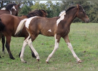 Cavallo Curly, Stallone, Puledri
 (05/2023), 155 cm, Baio ciliegia