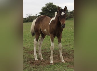 Cavallo Curly, Stallone, Puledri
 (05/2023), 155 cm, Baio ciliegia
