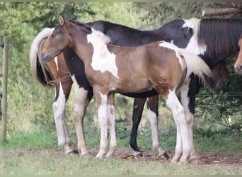 Cavallo Curly, Stallone, Puledri
 (05/2023), 155 cm, Baio ciliegia