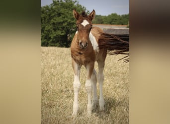 Cavallo Curly, Stallone, Puledri
 (05/2023), 155 cm, Baio ciliegia