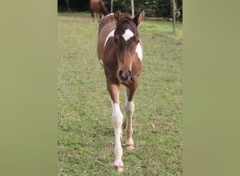 Cavallo Curly, Stallone, Puledri
 (05/2023), 155 cm, Baio ciliegia