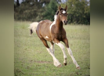 Cavallo Curly, Stallone, Puledri
 (05/2023), 155 cm, Baio ciliegia