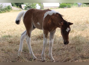 Cavallo Curly, Stallone, Puledri
 (05/2023), 155 cm, Baio ciliegia