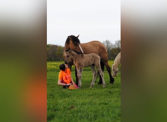Cavallo Curly, Stallone, Puledri (04/2026), 155 cm, Grullo