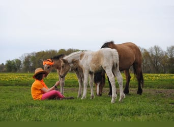 Cavallo Curly, Stallone, Puledri (04/2026), 155 cm, Grullo