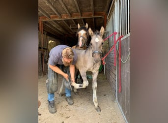 Cavallo Curly, Stallone, Puledri (04/2026), 158 cm, Grullo