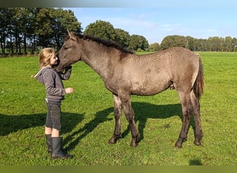 Cavallo Curly, Stallone, Puledri (04/2026), 158 cm, Grullo