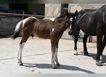 Cavallo Curly Mix, Stallone, Puledri (04/2026)