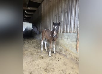 Cavallo Curly Mix, Stallone, Puledri (04/2026)
