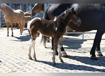 Cavallo Curly Mix, Stallone, Puledri (04/2026)