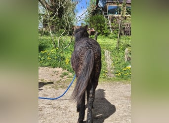 Cavallo Curly, Stallone, Puledri (01/2026), Morello