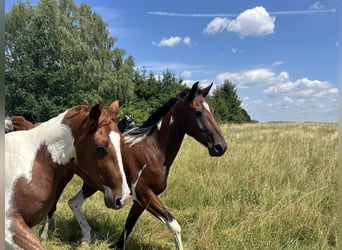 Cavallo da corsa veloce, Castrone, 3 Anni, 155 cm, Pezzato