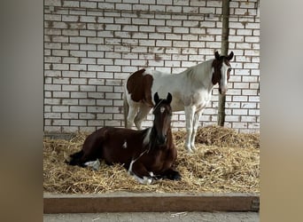 Cavallo da corsa veloce, Castrone, 3 Anni, 155 cm, Pezzato