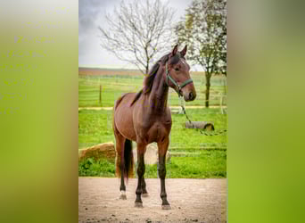 Cavallo da corsa veloce, Castrone, 3 Anni, 156 cm, Baio