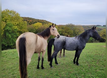 Cavallo da corsa veloce, Giumenta, 10 Anni, 159 cm, Pelle di daino