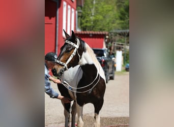 Cavallo da corsa veloce, Giumenta, 11 Anni, 158 cm, Tobiano-tutti i colori