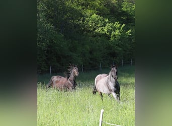 Cavallo da corsa veloce, Giumenta, 13 Anni, 158 cm, Roano blu