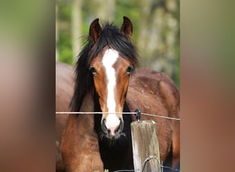 Cavallo da corsa veloce, Giumenta, 1 Anno, 154 cm, Baio