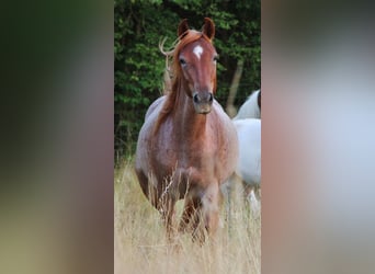 Cavallo da corsa veloce, Giumenta, 3 Anni, 156 cm, Roano rosso