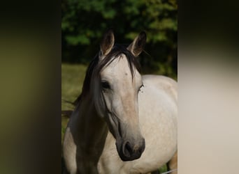 Cavallo da corsa veloce, Giumenta, 5 Anni, 145 cm, Pelle di daino