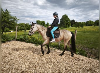 Cavallo da corsa veloce, Giumenta, 5 Anni, 145 cm, Pelle di daino
