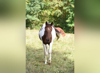 Cavallo da corsa veloce, Giumenta, 5 Anni, 152 cm, Pezzato