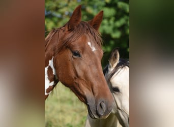 Cavallo da corsa veloce, Giumenta, 5 Anni, 152 cm, Pezzato