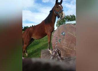 Cavallo da corsa veloce, Giumenta, 6 Anni, 153 cm, Baio
