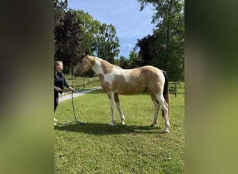 Cavallo da corsa veloce, Giumenta, 6 Anni, 158 cm, Pelle di daino
