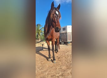 Cavallo da corsa veloce, Giumenta, 8 Anni, 156 cm, Baio scuro