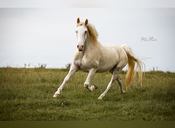 Cavallo da corsa veloce, Stallone, 3 Anni, 160 cm, Sabino