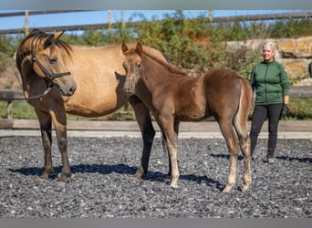 Cavallo da corsa veloce, Stallone, Puledri (01/2026), 155 cm