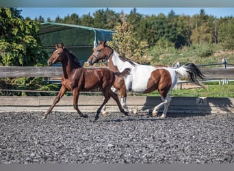 Cavallo da corsa veloce, Stallone, Puledri (05/2026), 160 cm, Baio