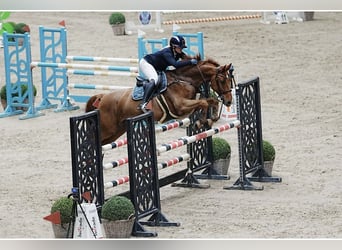 Cavallo da sella tedesco, Castrone, 10 Anni, 162 cm, Sauro