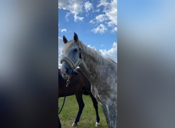 Cavallo da sella tedesco, Castrone, 10 Anni, 167 cm, Grigio
