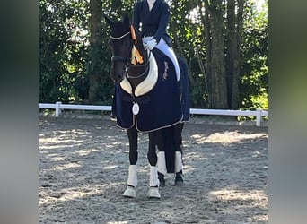 Cavallo da sella tedesco, Castrone, 10 Anni, 168 cm, Baio scuro