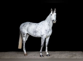 Cavallo da sella tedesco, Castrone, 10 Anni, 168 cm, Grigio pezzato