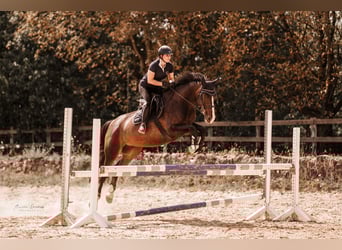 Cavallo da sella tedesco, Castrone, 10 Anni, 172 cm, Baio scuro